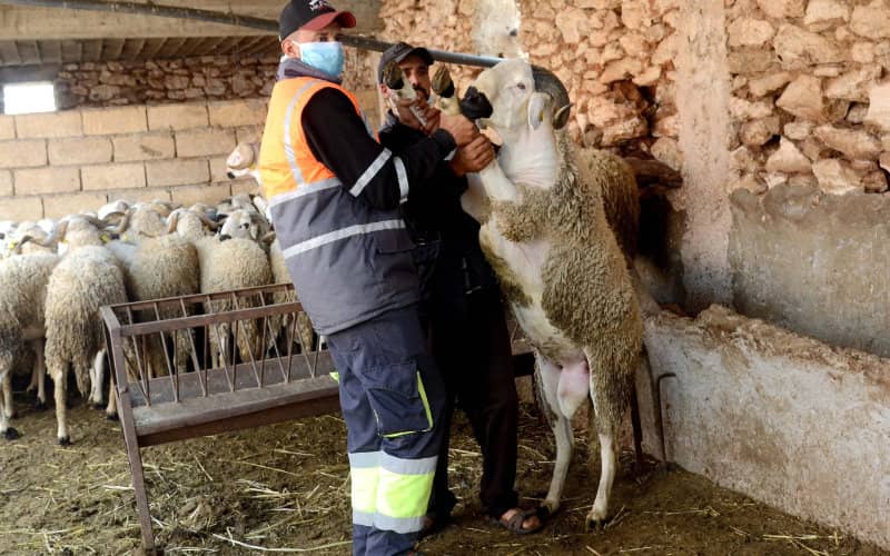 Eid Al-Adha: Sheep Prices in Morocco Range from 2,000 to 4,200 Dirhams