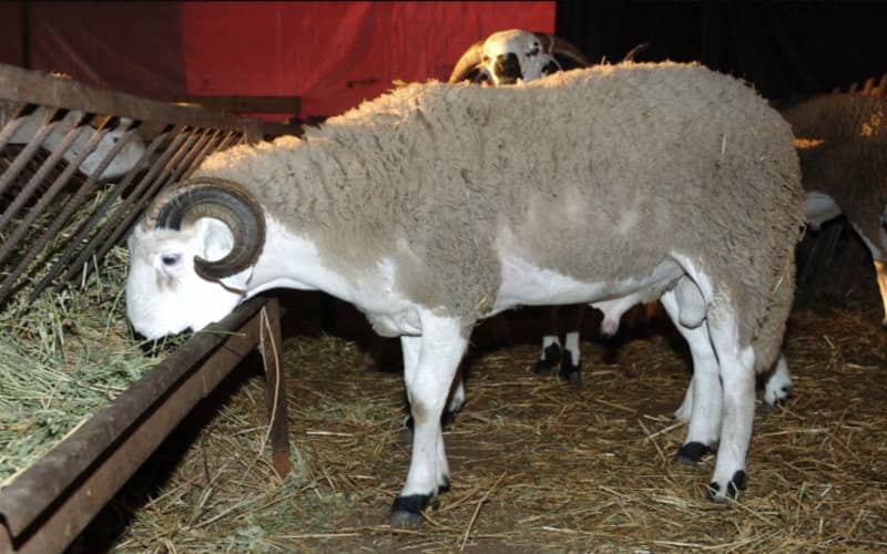 Eid Al-Adha: Sheep Prices Plummet as Buyers Stay Away in Morocco