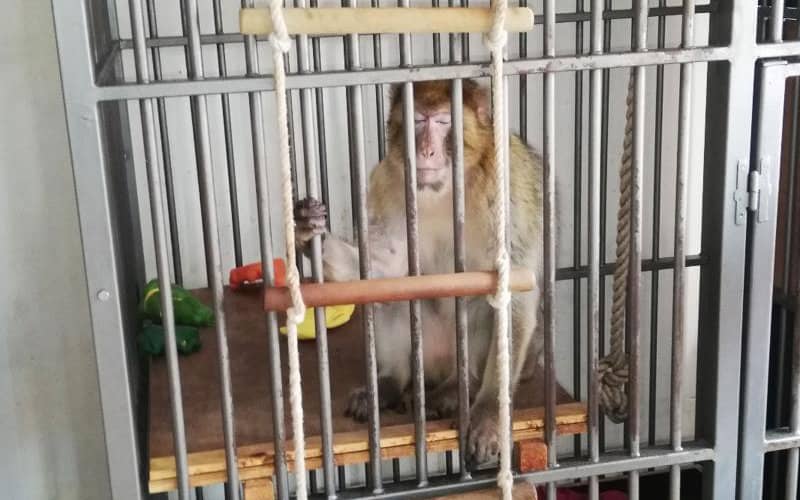 Endangered Moroccan Macaque Seized from Illegal Owner in Belgium