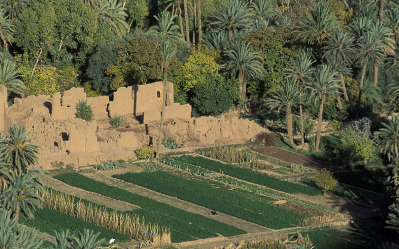 Environmentalists Decry Mass Palm Tree Removal in Southern Morocco