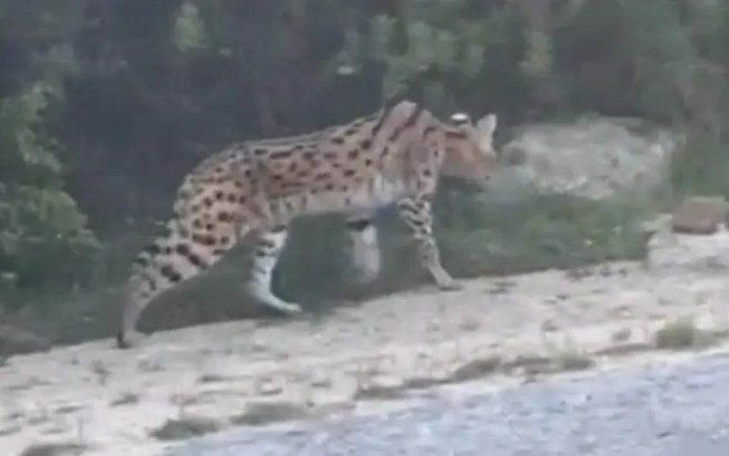 Escaped Serval Reunited with Owner After Two-Week Search in Tangier