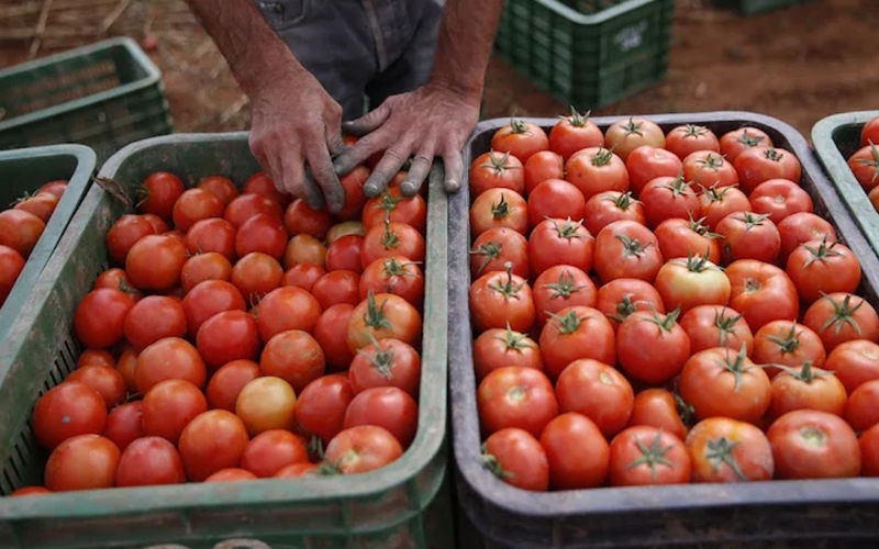 European Tomato Industry Struggles as Moroccan Exports Surge