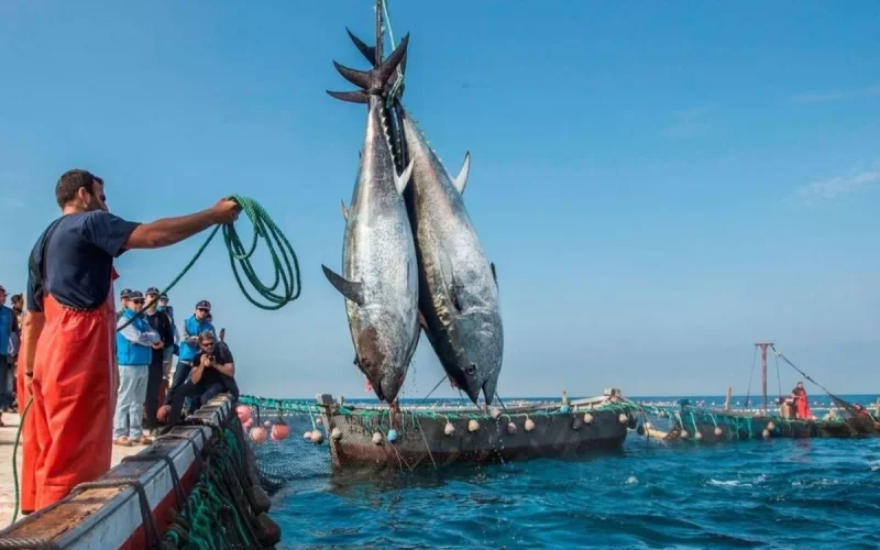 The European Union wants to relaunch the fisheries agreement with Morocco
