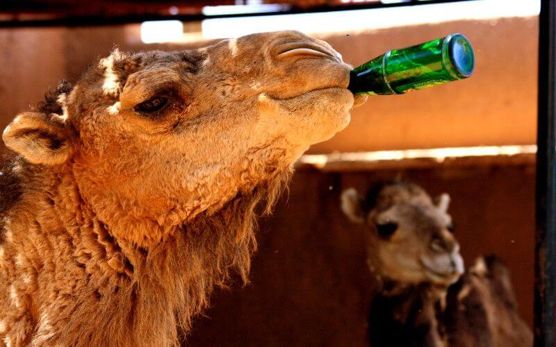 Extreme Heat Wave Grips Morocco: Temperatures Soar to 46°C (115°F)