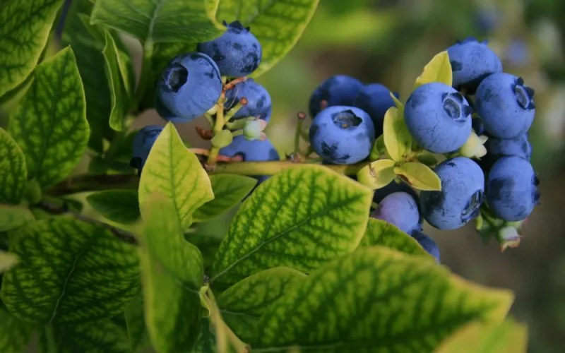 Facing the Chinese giant in Russia, Moroccan blueberries find salvation in the United States