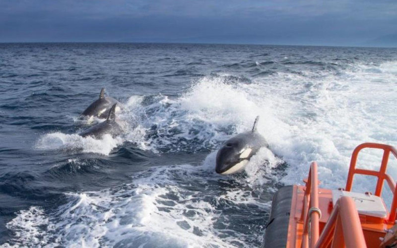 False Orca Attack Videos Spark Panic in Northern Morocco