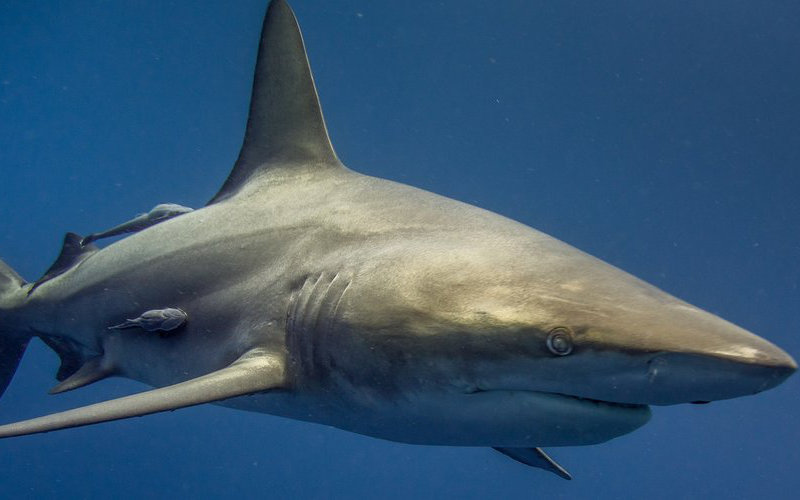 False Shark Sighting in Agadir: Local Association Debunks Viral Videos