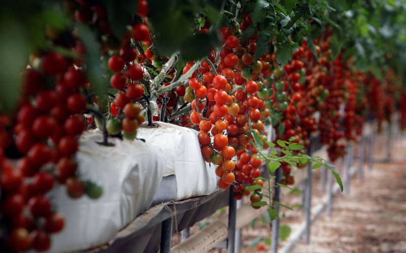 Far-Right Vox Party Demands EU Curb Moroccan Agricultural Imports