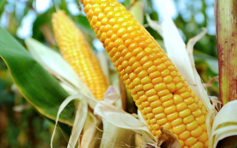 US Farmers Protest High Tariffs on Moroccan Fertilizers, Citing Cost Concerns