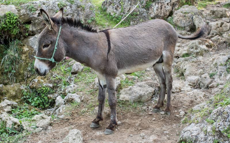 Fez Butcher Arrested for Selling Donkey and Mule Meat as Dried Delicacy