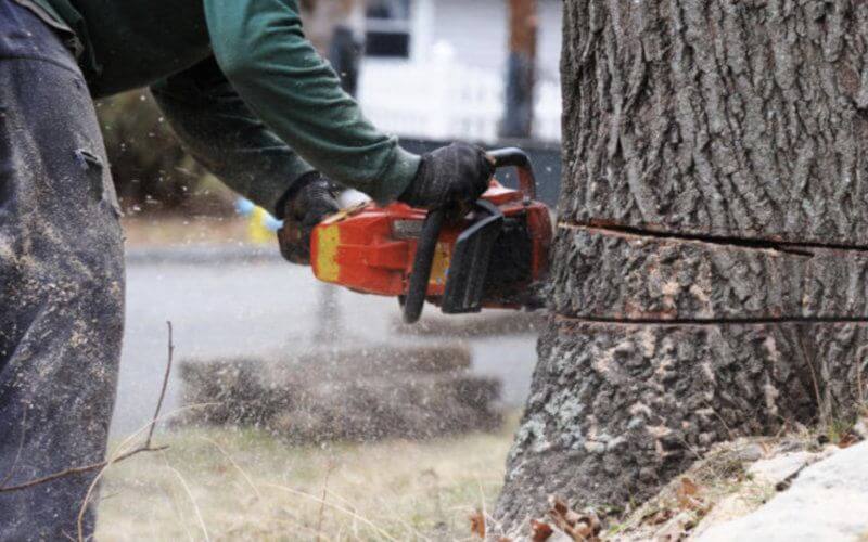 Fez Residents Protest Tree Removal for Boulevard Renovation Project