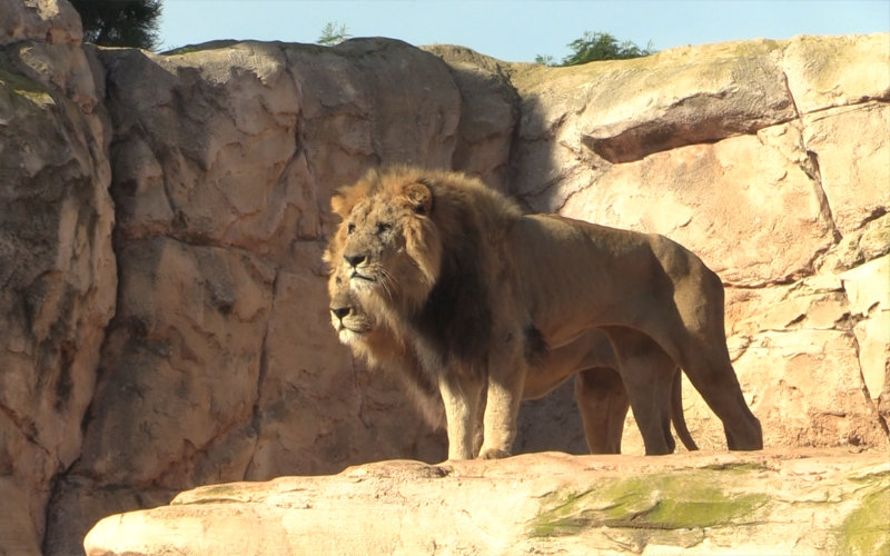 Financial Dispute Delays Opening of Casablanca's New Zoo