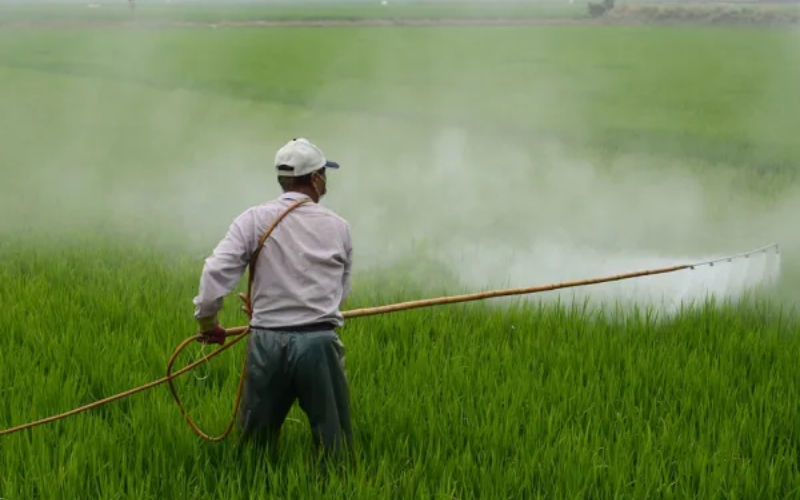 UK Firm Exports Banned Pesticides to Developing Countries, Investigation Finds