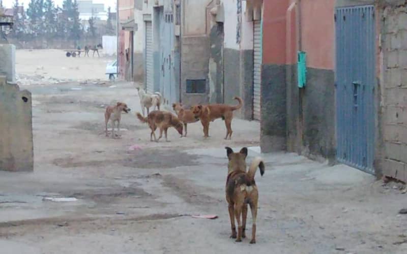 Former Moroccan Minister Seeks Action After Stray Dog Attack in Tangier