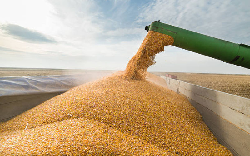 France Becomes Top Wheat Supplier to Morocco, Strengthening Ties
