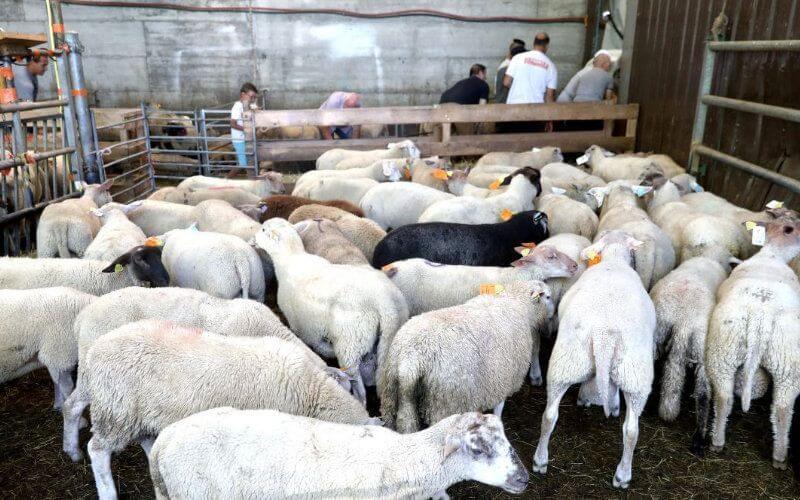 France Considers Ban on Ritual Slaughter Without Stunning, Sparking Halal Concerns
