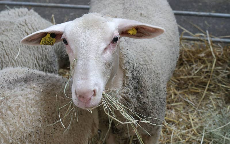 France Enforces Strict Rules for Eid Al Adha Animal Slaughter, Warns of Heavy Fines