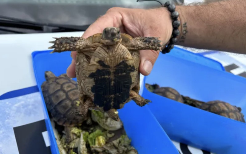 France: a Moroccan from Belgium arrested for trafficking rare animals