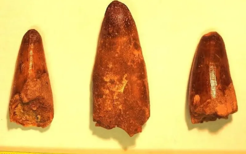 France returns prehistoric treasure to Morocco