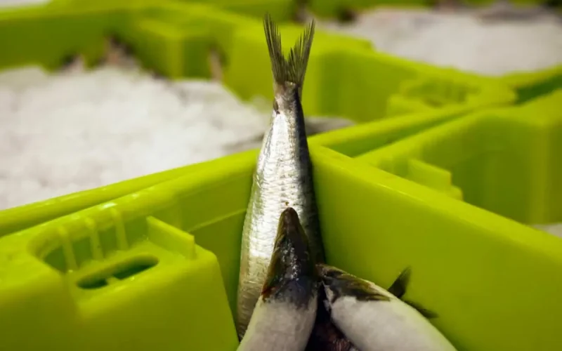 France Sardine Shortage: Morocco Export Ban Sparks Supply Crisis
