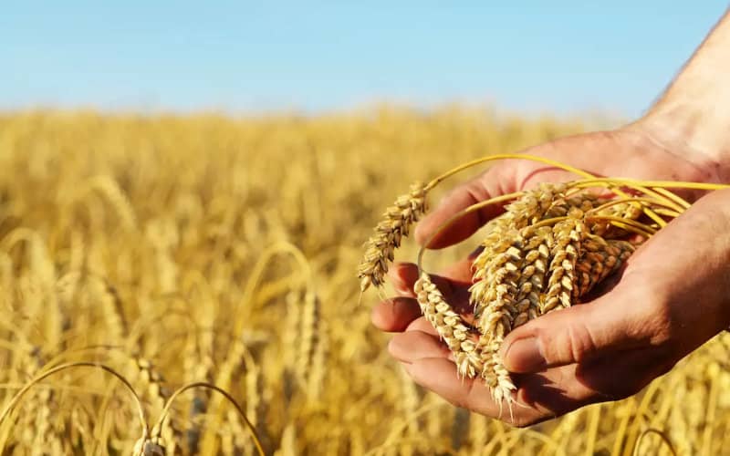 France Set to Export 300,000 Tons of Wheat to Morocco Amid Price Advantage
