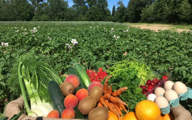 France: a toxic metal in food, fertilizers from Morocco pointed out