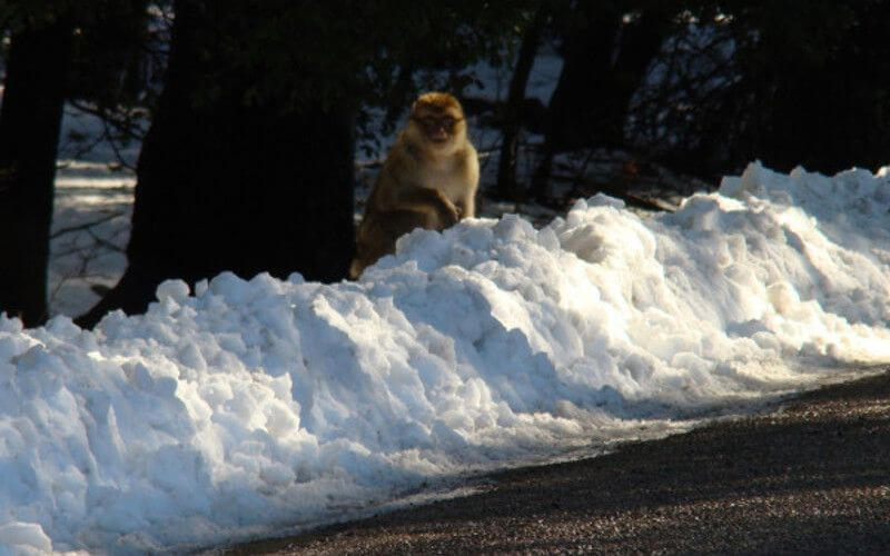 Freezing Temperatures Grip Morocco as Cold Snap Continues