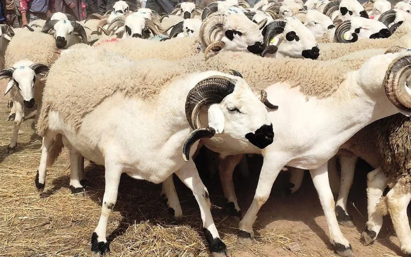 French Authorities Warn of Penalties for Illegal Sheep Slaughter During Eid al-Adha