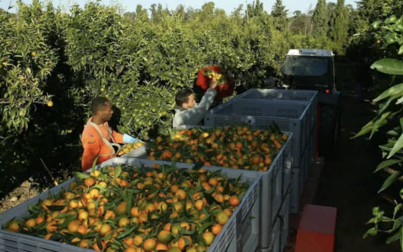 French Far-Right Farmers Embrace Moroccan Workers Amid Labor Shortage