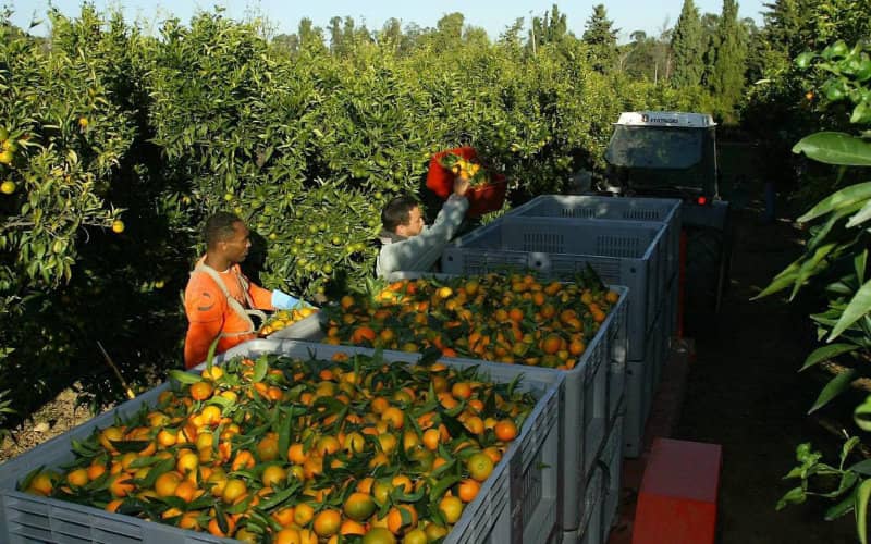 French Farmers Seek Domestic Labor Amid Shortage of Moroccan Seasonal Workers