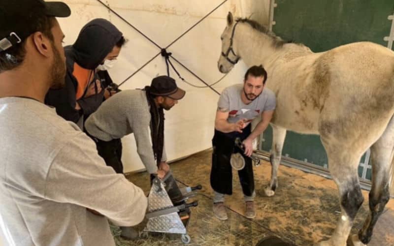 French Farrier to Train Morocco's Royal Guard in Advanced Horse Care Techniques