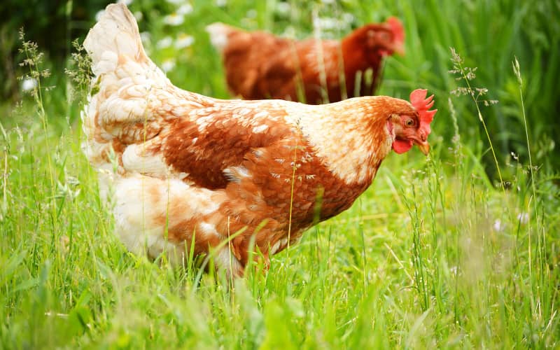 French Government Debunks Rumors of Halal Poultry Slaughter Ban