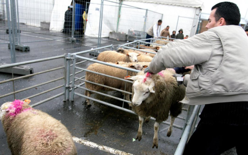 French Government Issues Guidelines for Eid al-Adha Animal Sacrifice