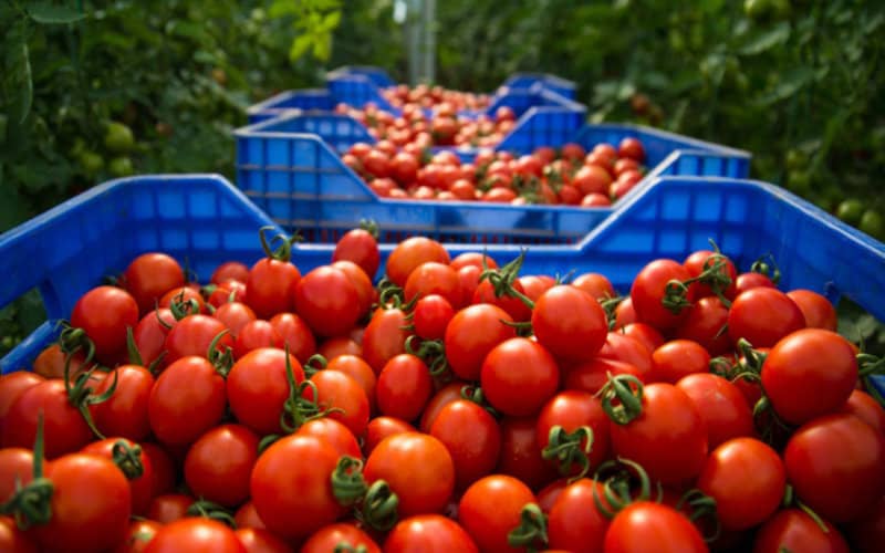 French Tomato Growers Seek EU Trade Deal Review Amid Moroccan Import Surge