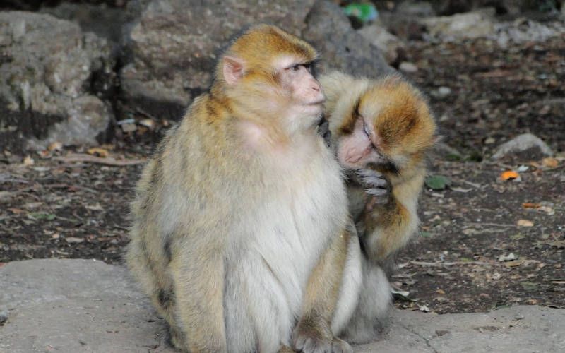 French Tourist Injured in Monkey Attack at Moroccan Cedar Forest
