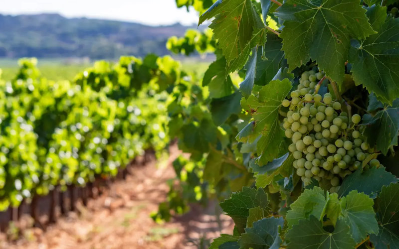 French Winemaker Jailed for Employing Undocumented Moroccan Workers