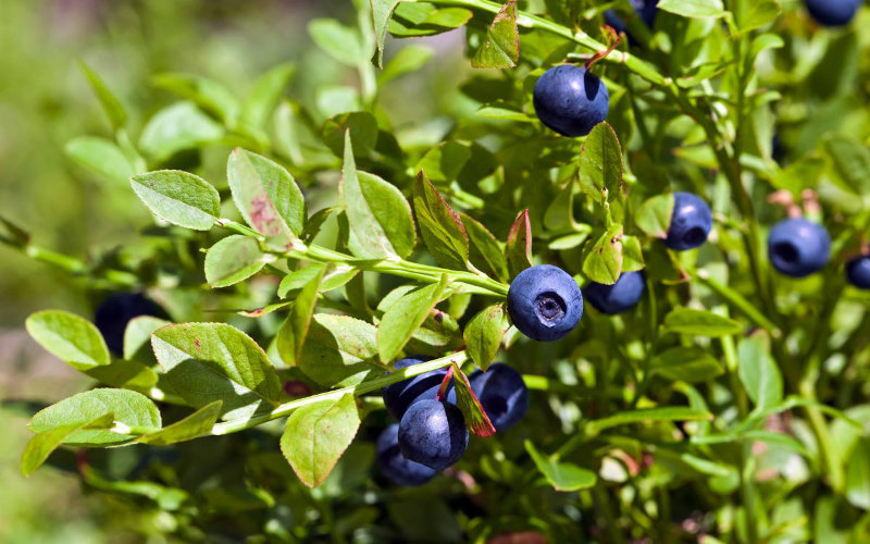 Fungal Disease Threatens Global Blueberry Crops, Morocco at Risk