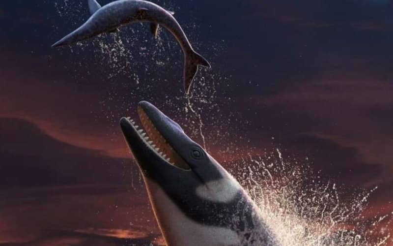 Giant Marine Predator Fossil Discovered in Morocco: Thalassotitan Ruled Ancient Seas