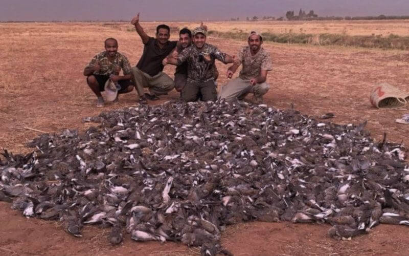 Gulf Hunters Face Consequences for Mass Dove Killing in Morocco