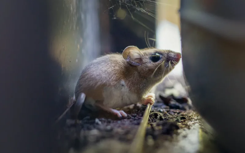 Hantavirus Alert: Morocco Strengthens Border Surveillance