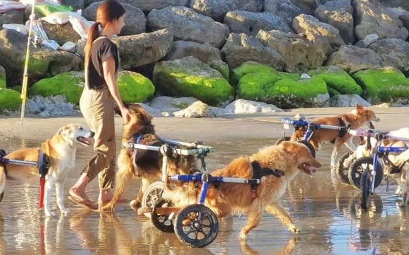 Heartwarming Video: Disabled Dogs in Wheelchairs Enjoy Beach Day at Moroccan Animal Sanctuary