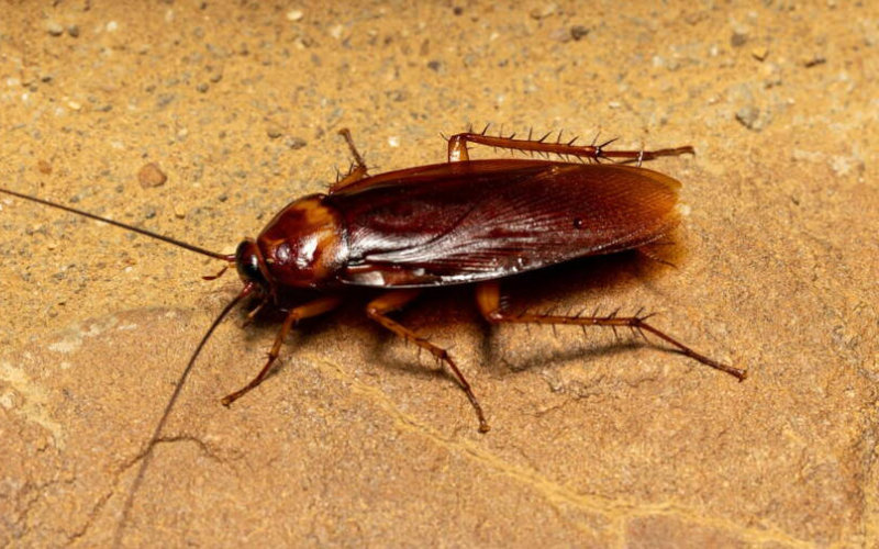 Heatwave Unleashes Insect Invasion in Mohammedia: Residents Demand Action as Authorities Lag