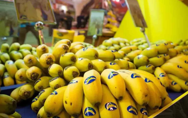 Hidden Destruction": Canary Islands Flood Moroccan Market With Bananas
