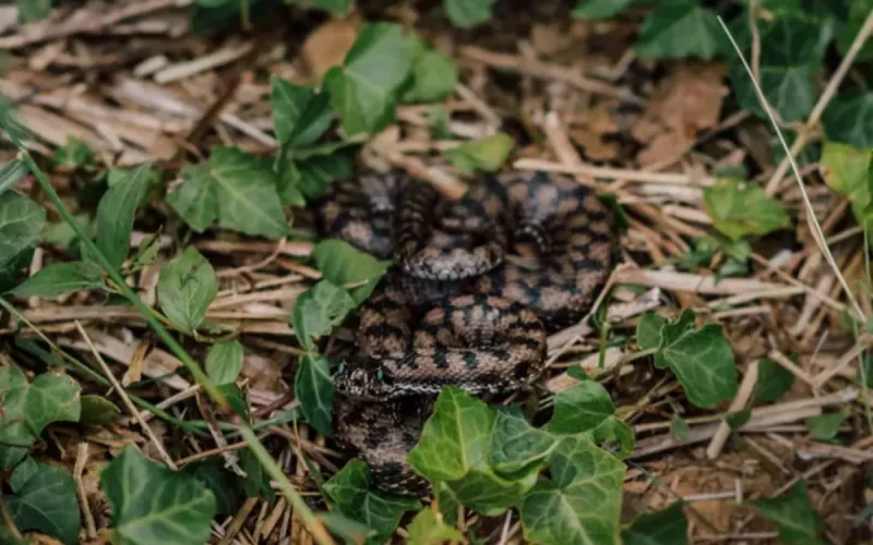Horned viper bite Morocco emergency Tinghir