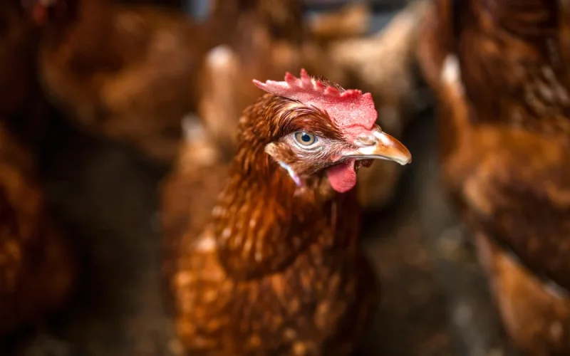 How Morocco is benefiting from the avian flu in Spain