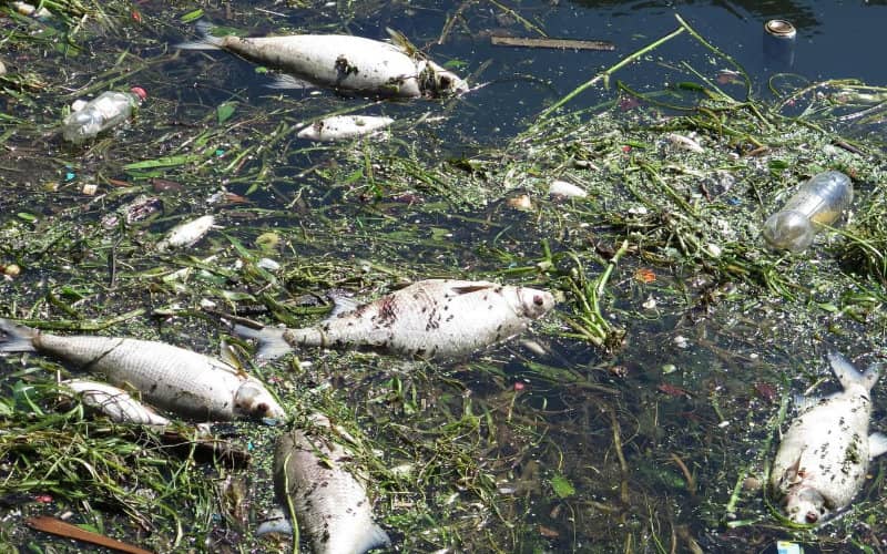 Hundreds of Dead Fish Wash Up in Mohammedia as Pollution Crisis Hits Moroccan Coast