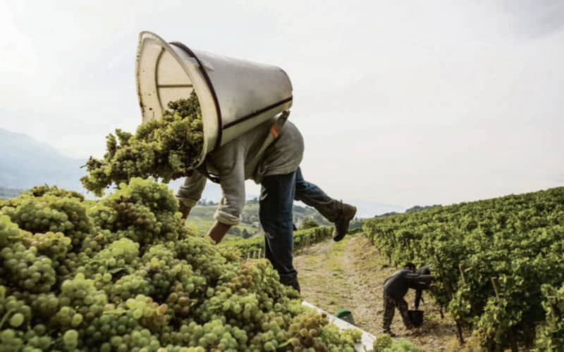 Illegal Labor Ring Exploits Moroccan Farm Workers in Northern France