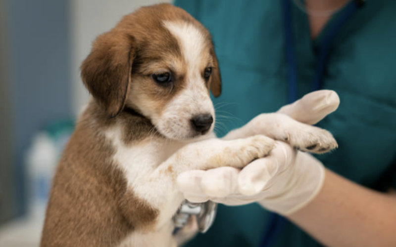 Illegally Imported Puppy from Morocco Tests Positive for Rabies in Southern France