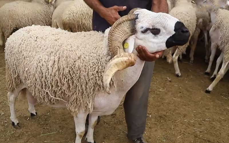 Inflation Pushes Eid Al Adha Sheep Out of Reach for Many Moroccan Families