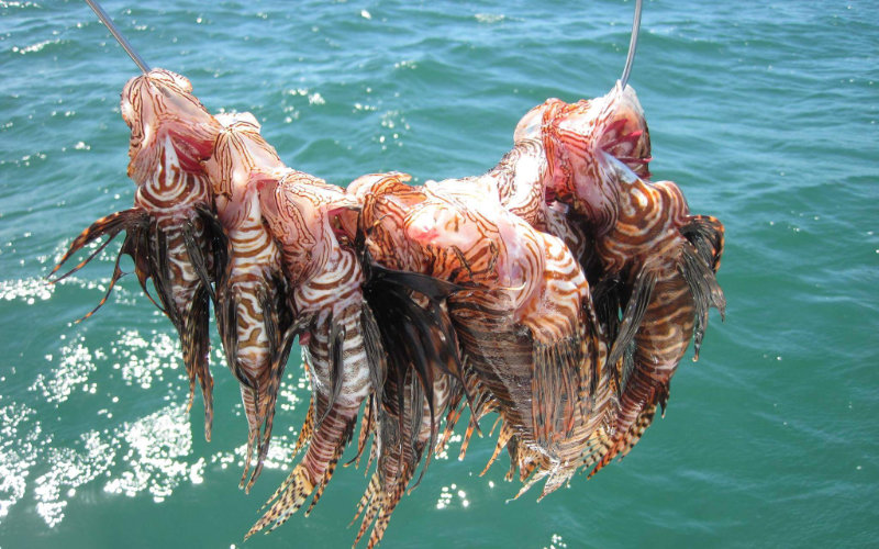 Invasive Lionfish Threatens Moroccan Waters, Raising Ecological Concerns